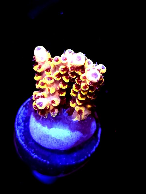 SBB "Bumble Bee" Acro Small Chunk