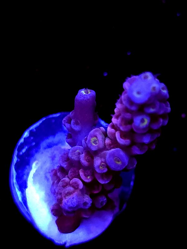 SBB "Life Bright" Acro Medium Branch