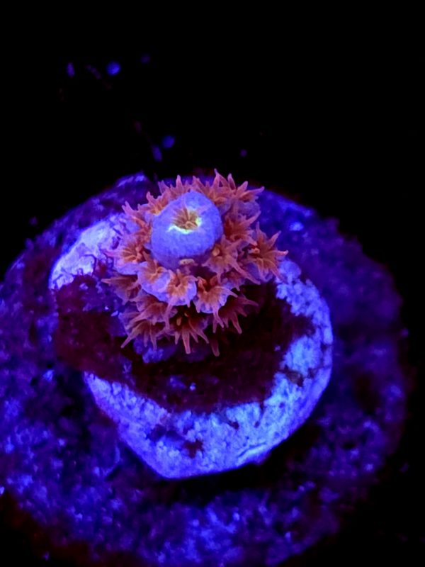 SBB "Candy Rush" Acro Tiny