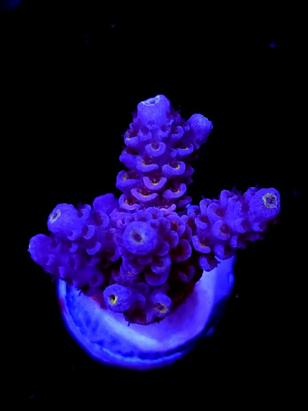 SBB "Life Bright" Acro Medium Multibranch