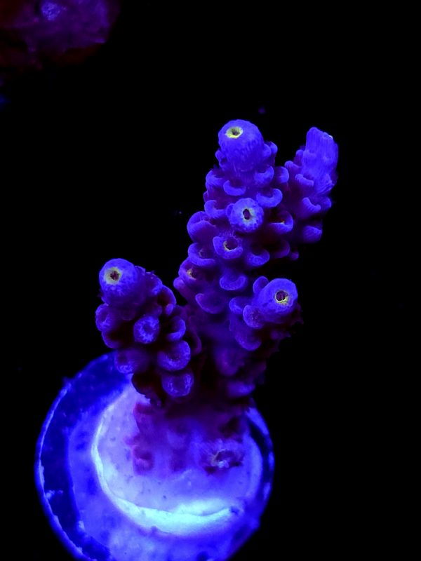SBB "Mystery Signature" Acro Medium 2 Branch
