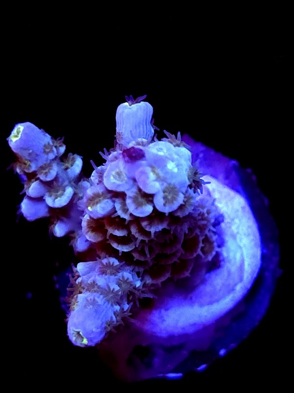 SBB "Hyper Flare" Acro Small 3 Branch