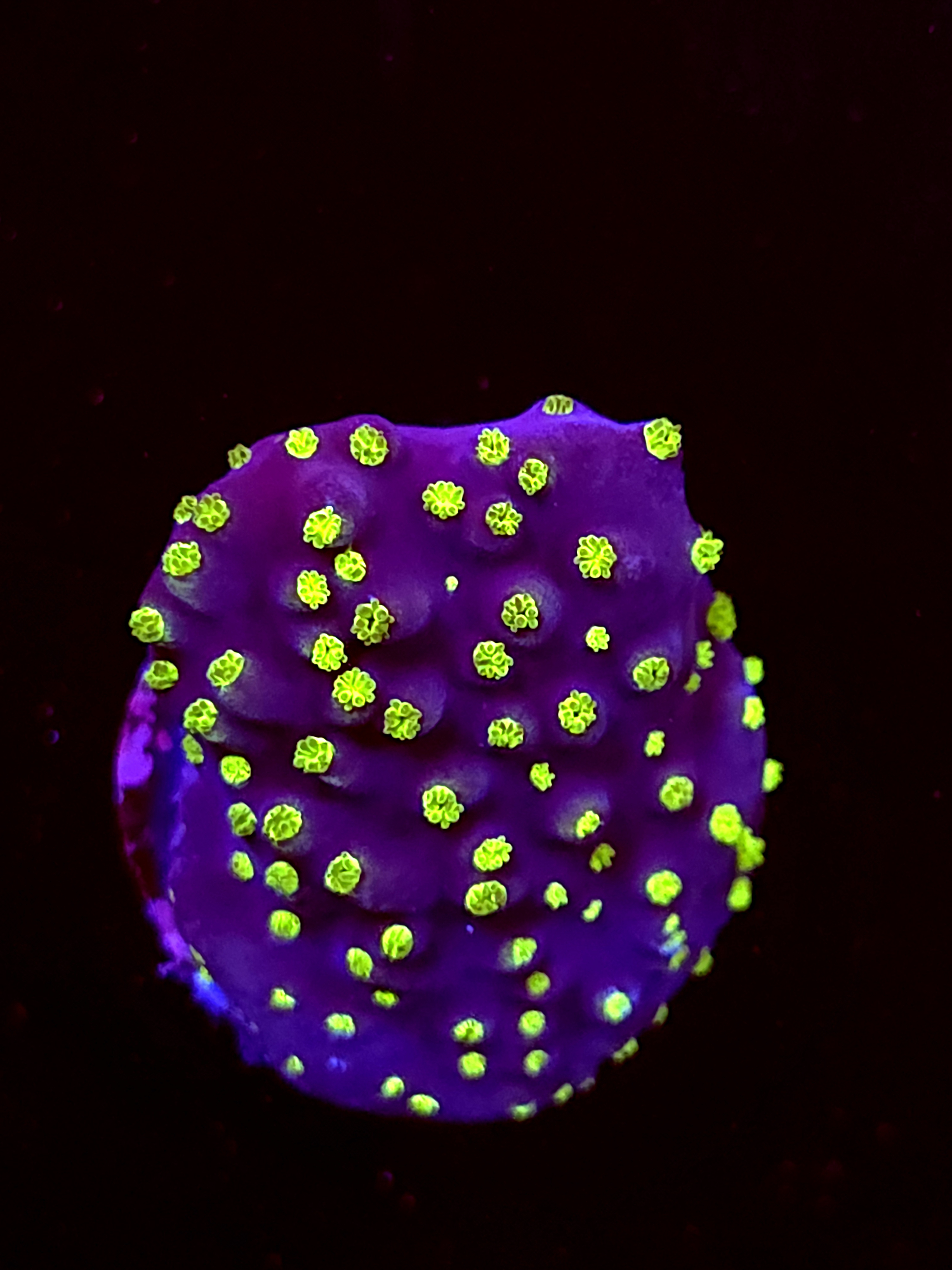 SBB "Mystery Signature" Acro Medium Crusted Chunk