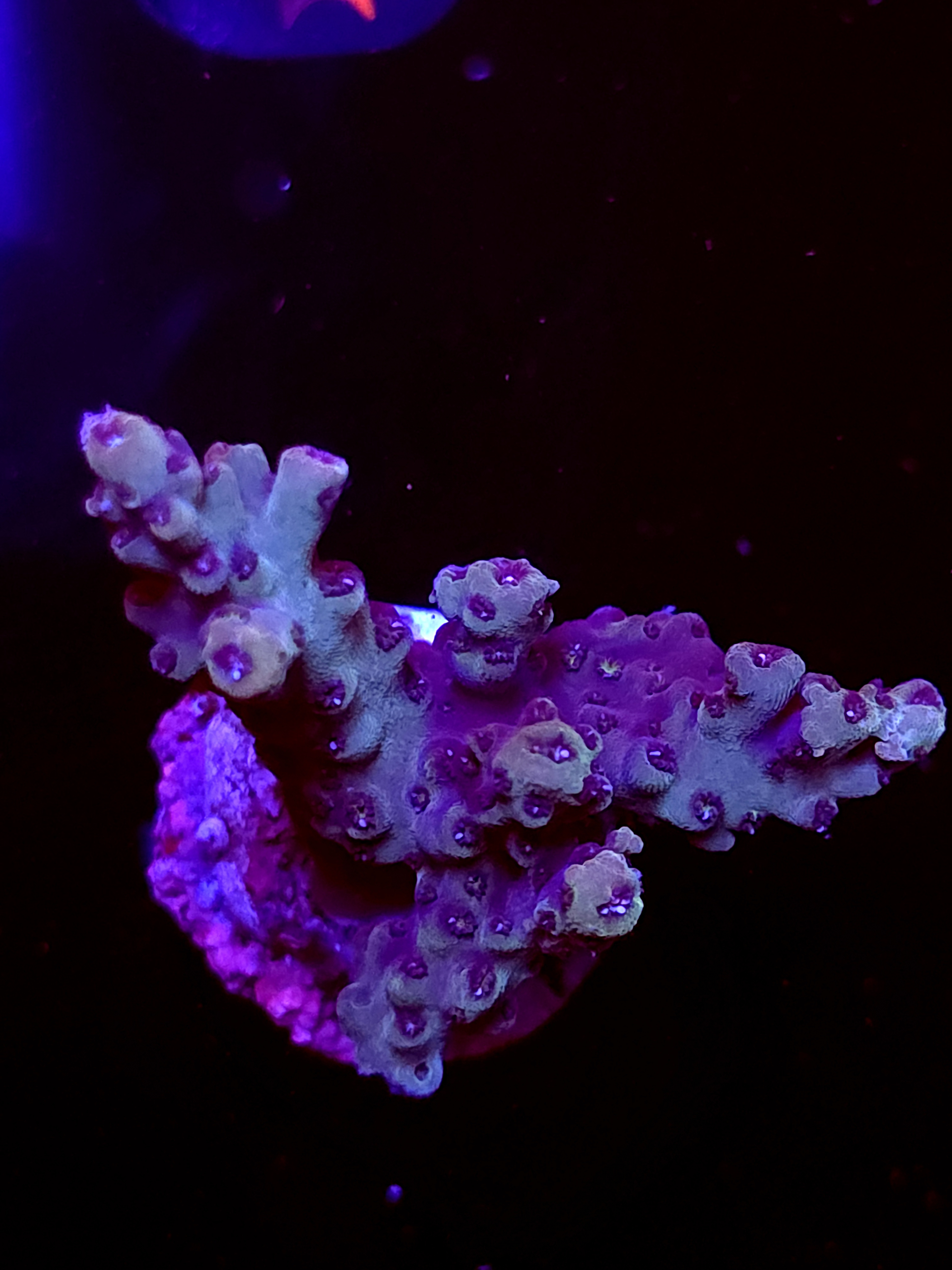 SBB "Colonial Globe" Acro Medium 2+ Branch