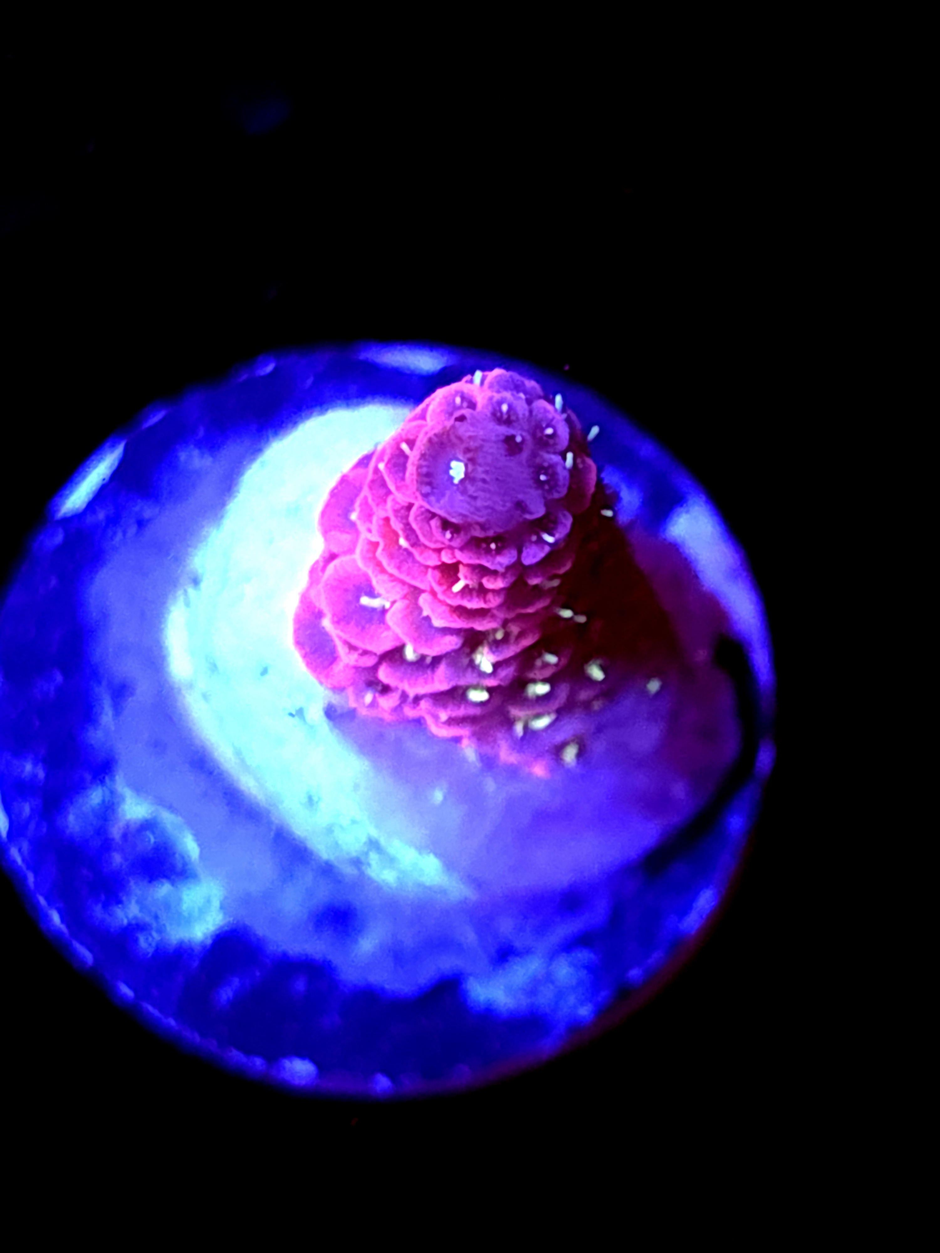 SBB "Dragon Flame" Acro Small Branch