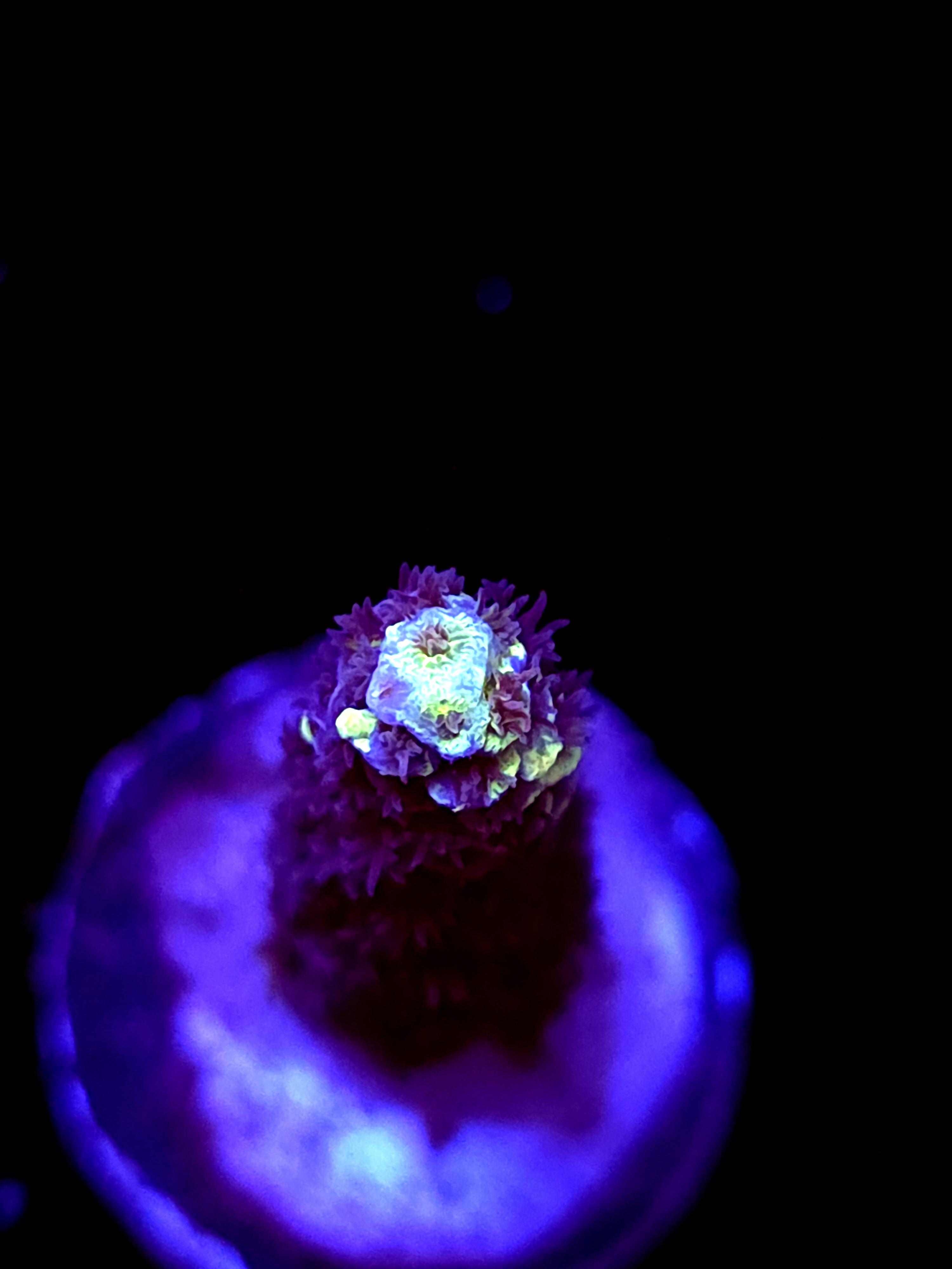 SBB "Bk Chem Frootloops" Acro Medium