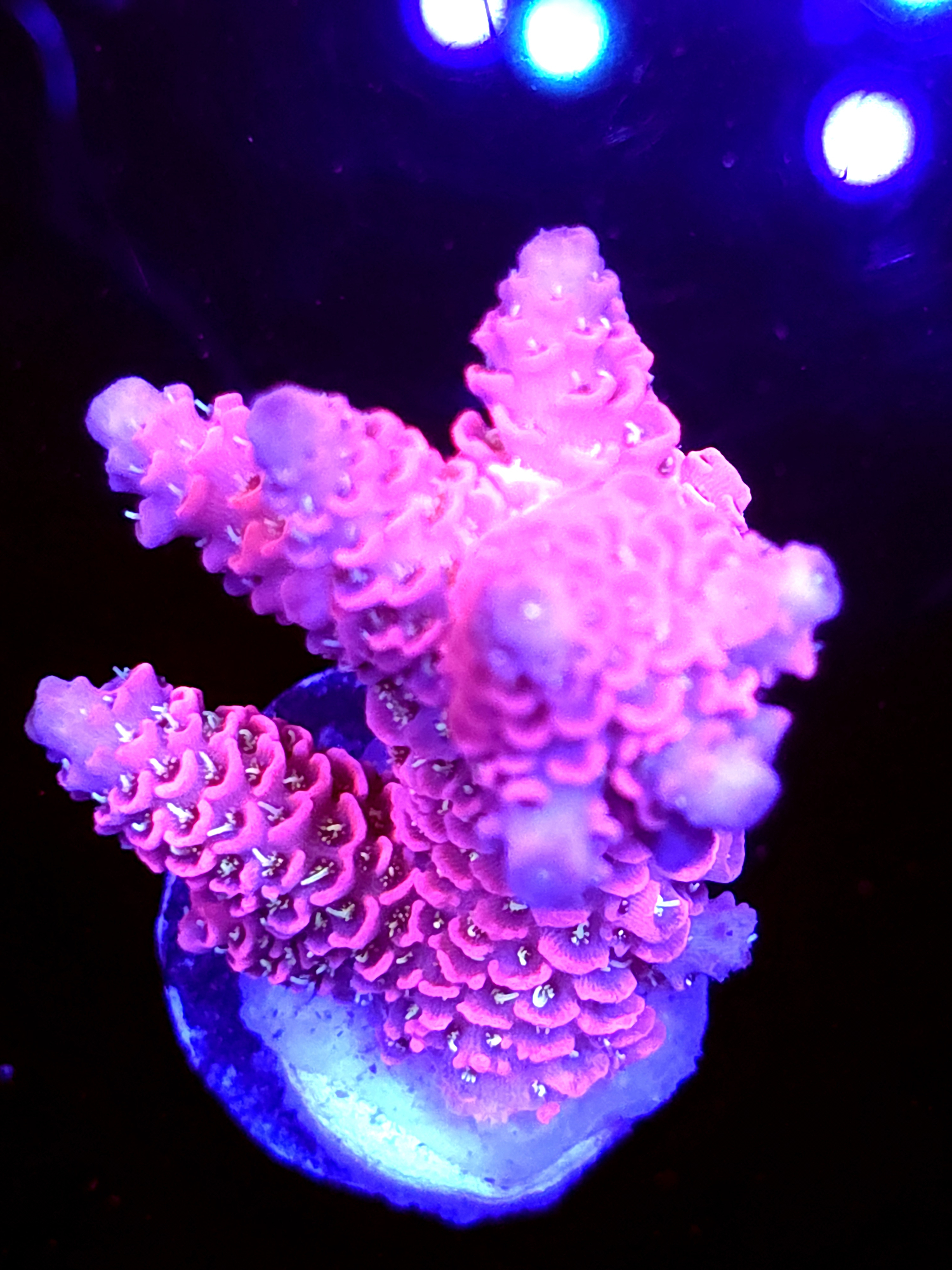 SBB "Dragon Flame" Acro Medium Chunk