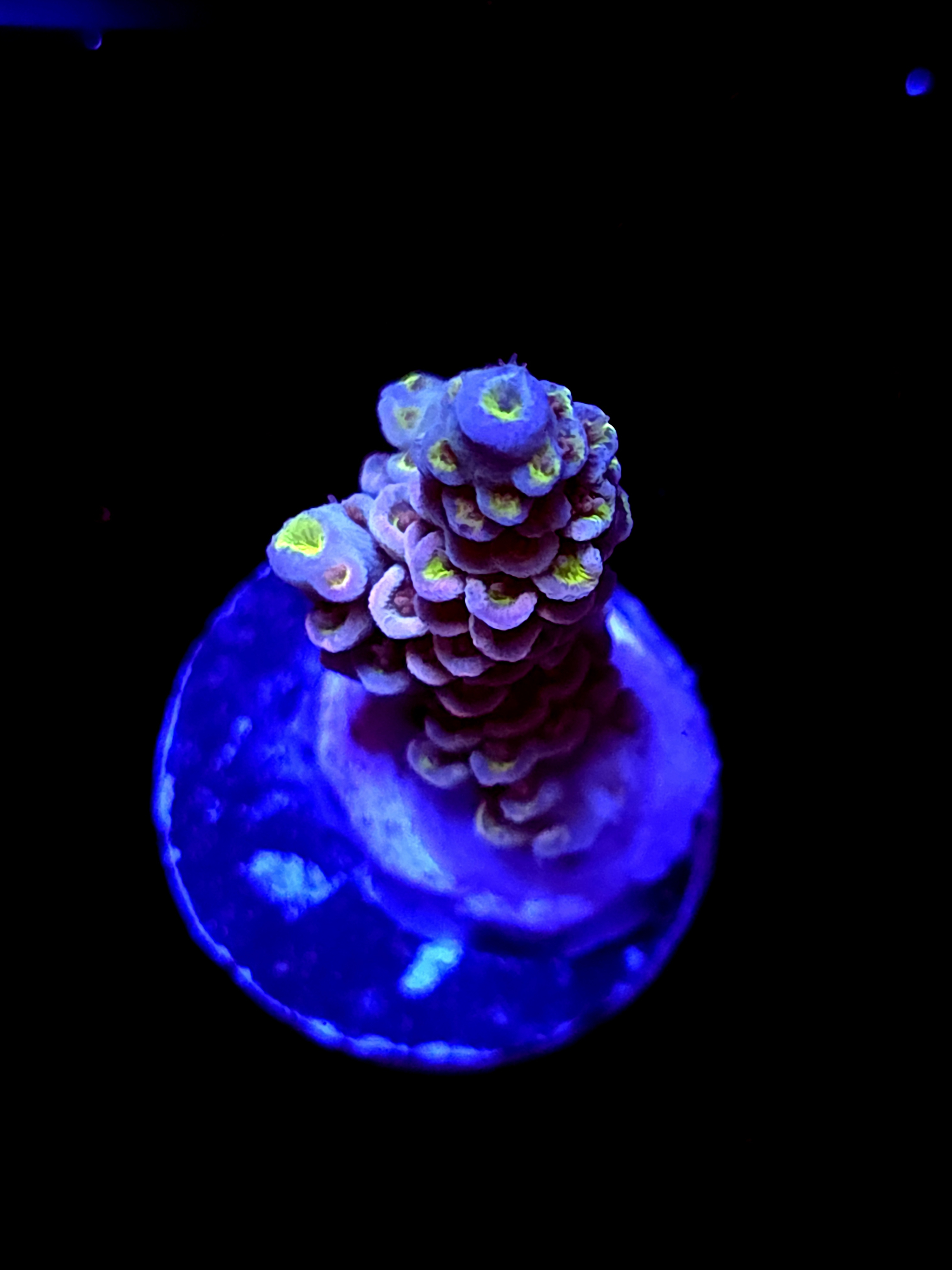 SBB "Mystery Signature" Acro Small Branch