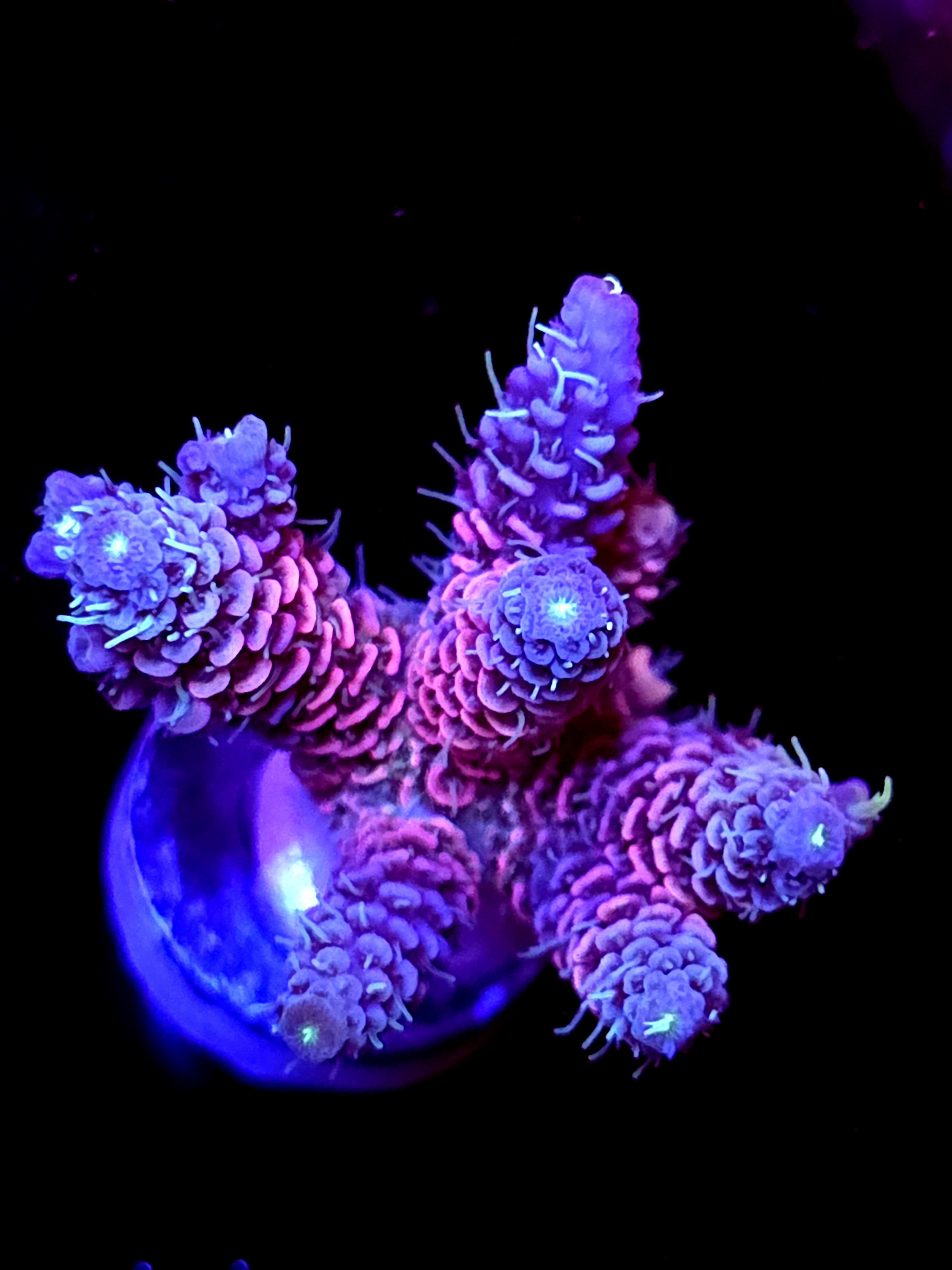 SBB "Indigo Storm" Acro Medium Multibranch