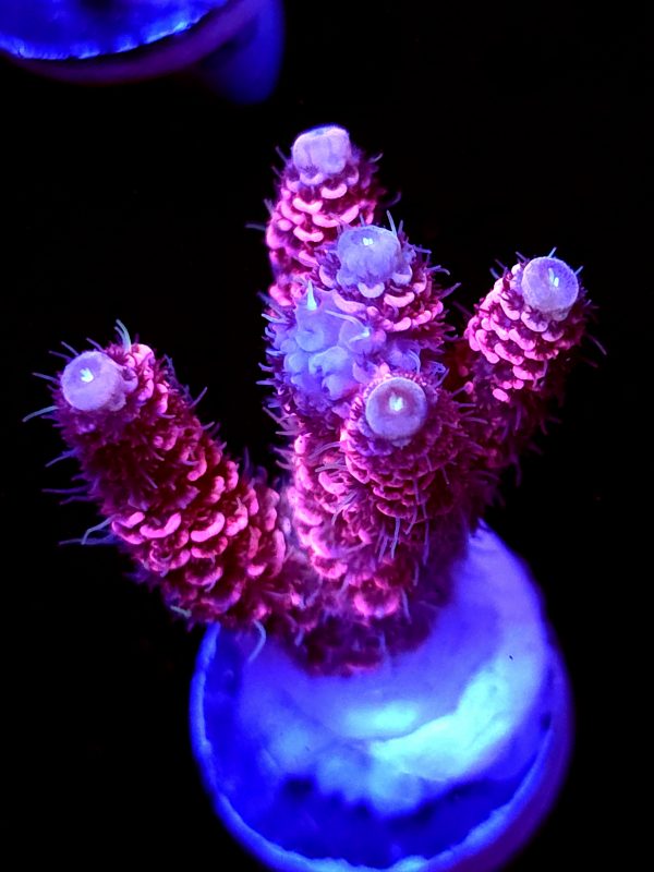 SBB "Lava Wax" Acro Medium Multibranch