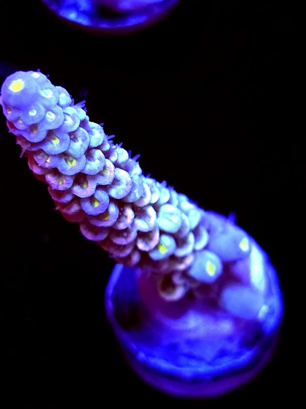 SBB "Pearl Luxe" Acro Large Branch