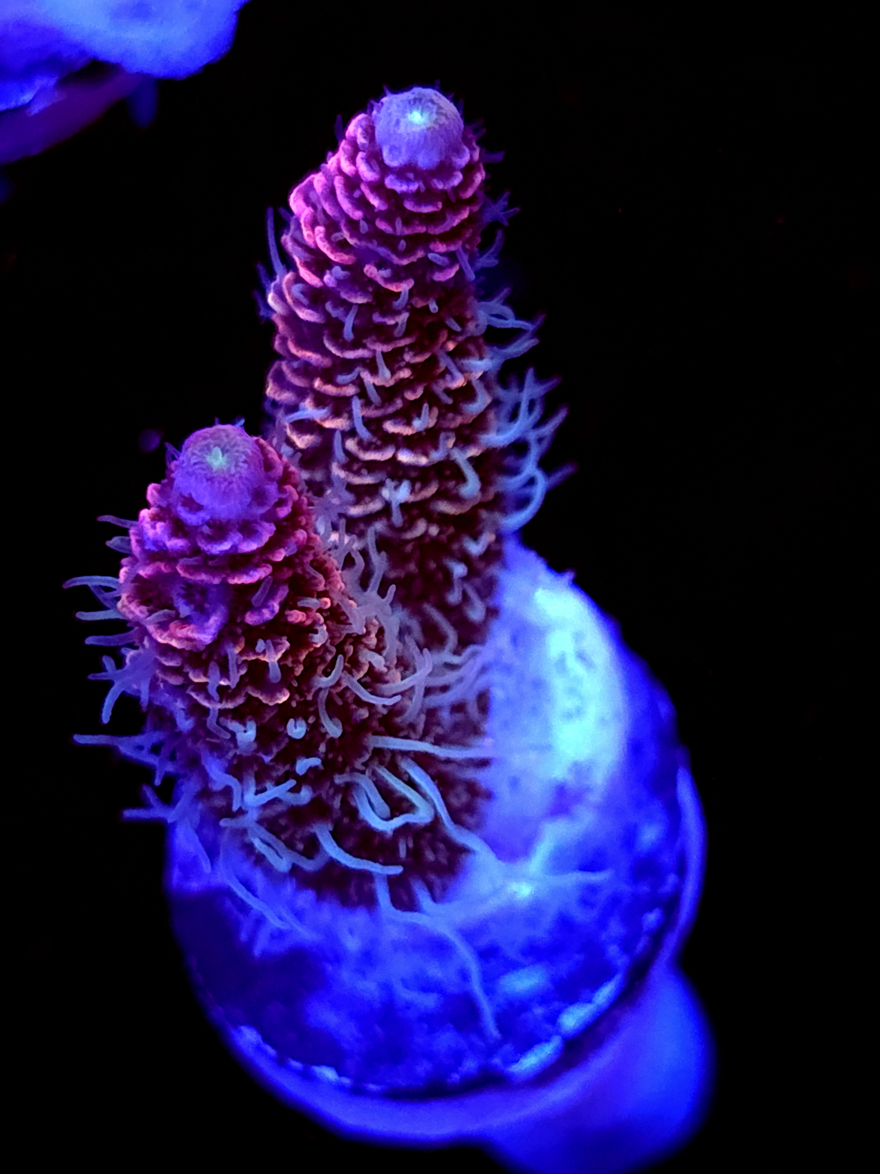 SBB "Phantom Bloom" Acro Medium 2 Branch