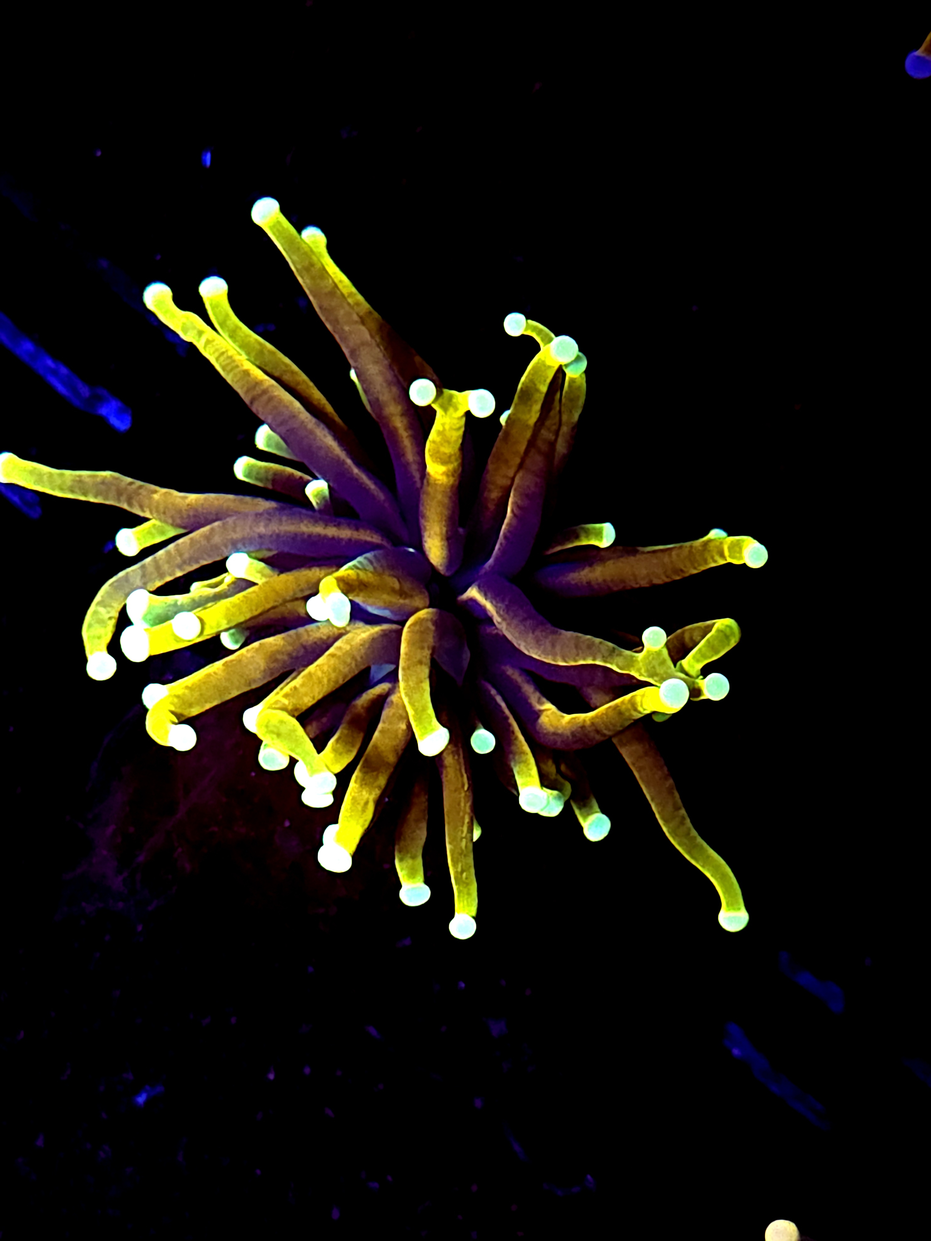 SBB " Dragon Soul" Torch Small size