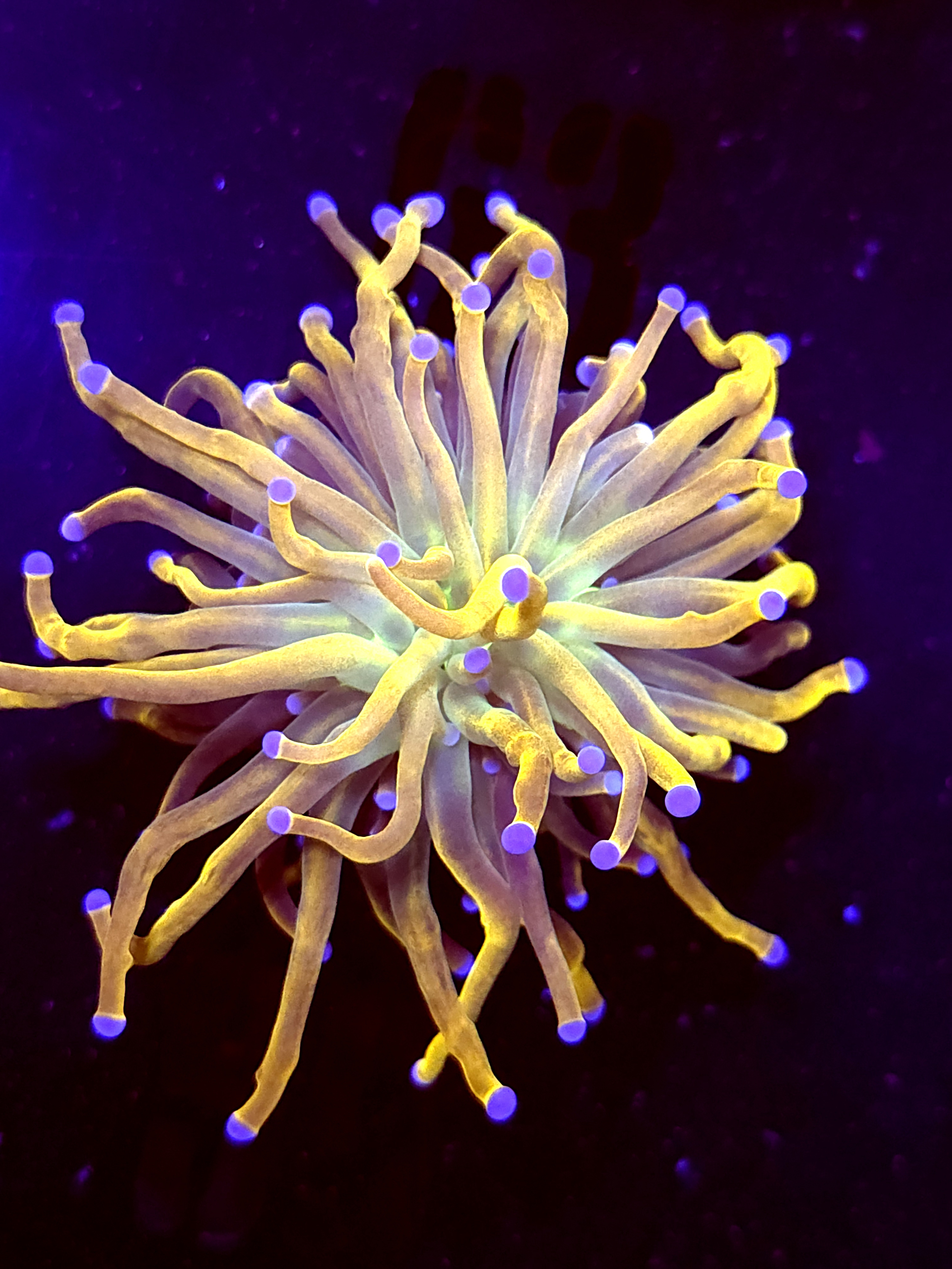 SBB " GoldPool" Torch