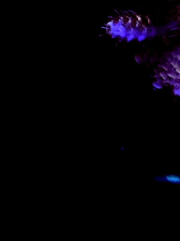 SBB "Shadow Blade" Acro Large Multibranch