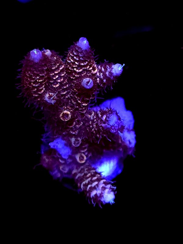 SBB "Shadow Blade" Acro Large Multibranch