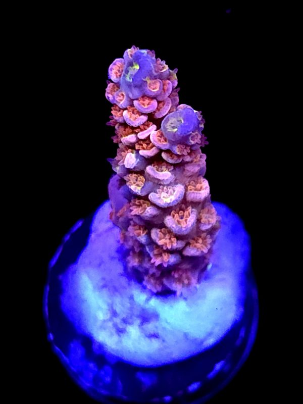 SBB "Skittle Blast" Acro Small Branch