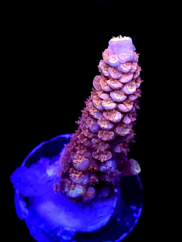 SBB "Skittle Blast" Acro Medium Branch
