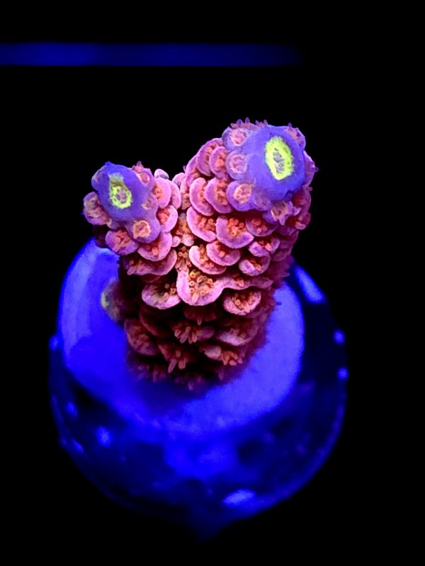 SBB "Skittle Blast" Acro Medium Branch