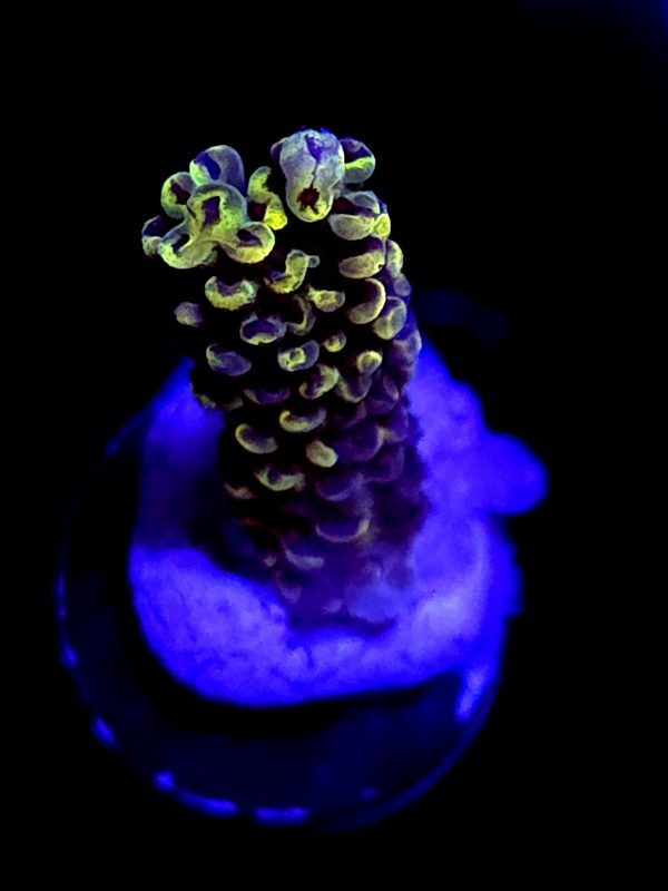 SBB "Bumble Bee" Acro Medium Branch