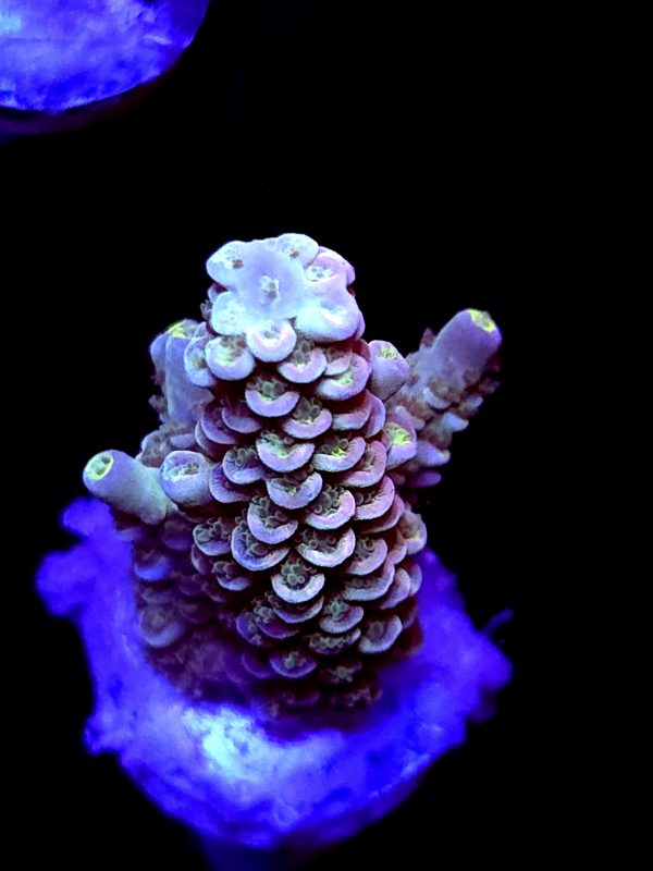 SBB " Star Pop" Acro Medium 2 Branches
