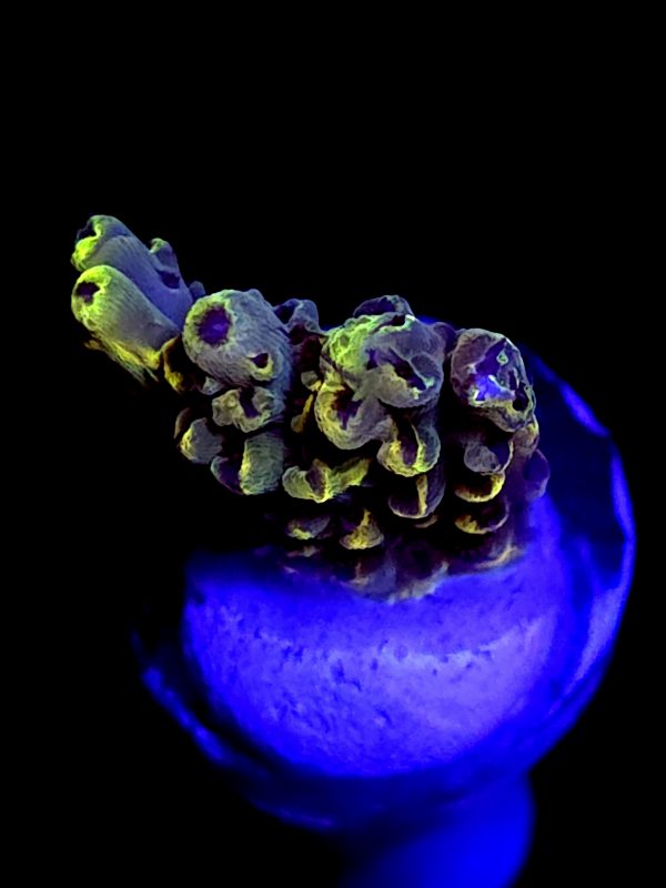 SBB "Bumble Bee" Acro Small Chunk