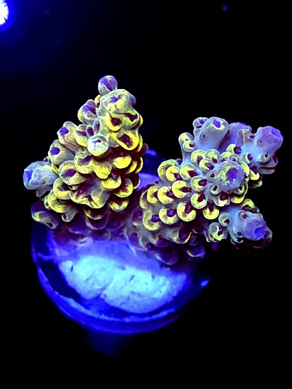 SBB "Bumble Bee" Acro Medium 2 Branch