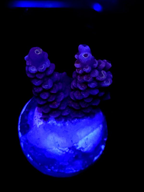 SBB "Fire Orb" Acro Small 2 Branch
