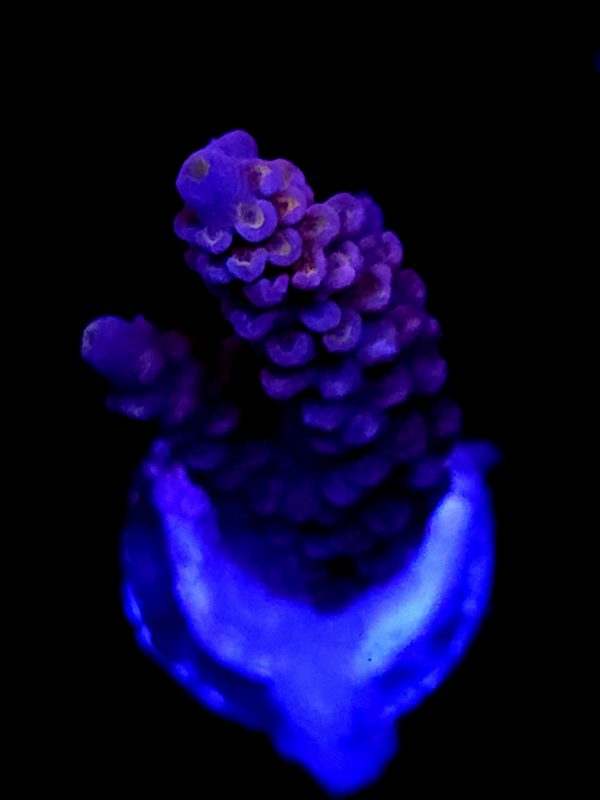 SBB "Fire Orb" Acro Medium Branch