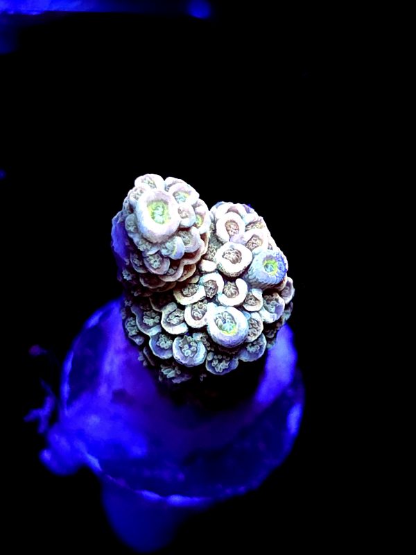 SBB "Candy Rush" Acro Medium Branch