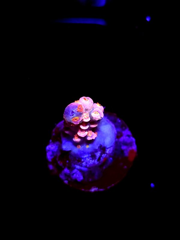 SBB "Porky Peach" Acro Tiny