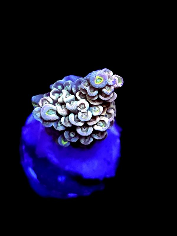 SBB "Candy Rush" Acro Small Branch