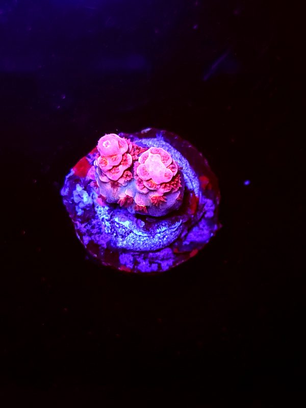 SBB "Toon Flame" Acro Tiny 2 Branch
