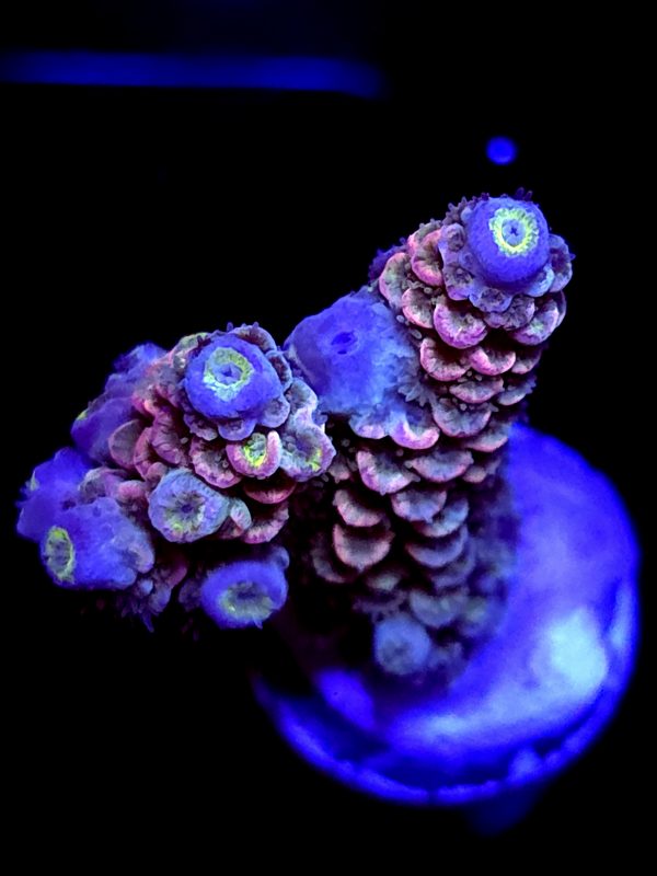 SBB "Crimson Iris" Acro Medium Chunky