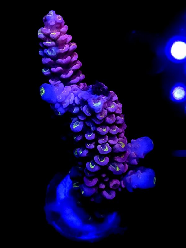 SBB "Magma Rock" Acro Large 2 Branch