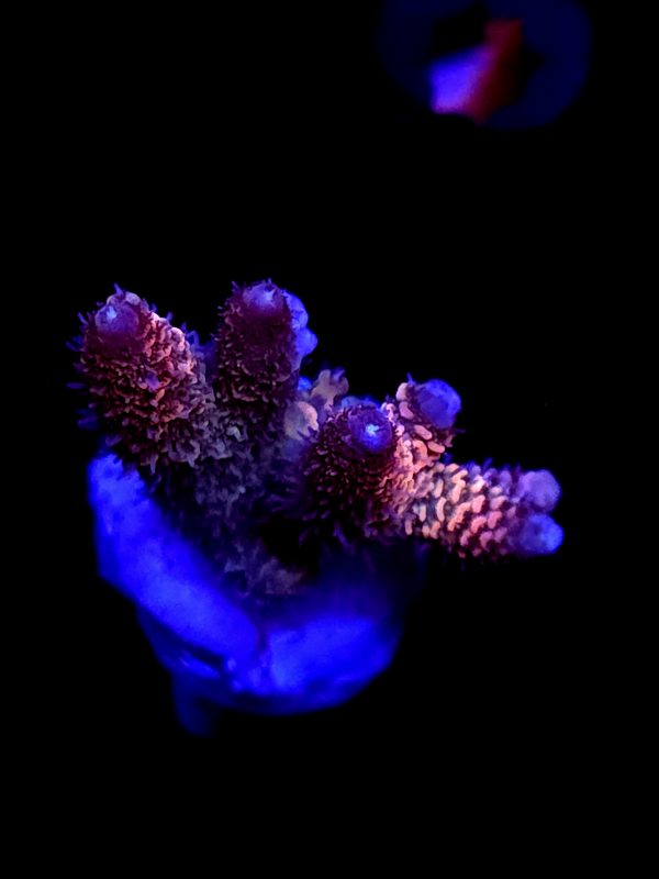SBB "Double Rainbow" Acro Medium Multibranch Branch