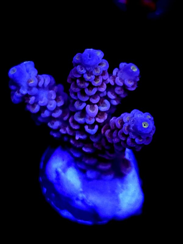 SBB "Fire Orb" Acro Medium 3 Branch