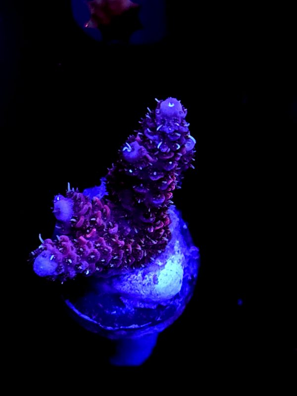 SBB "Solar Lava" Acro Medium 2 Branch
