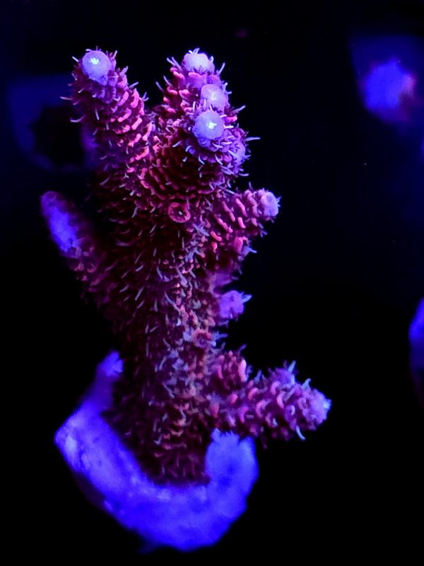SBB "Solar Lava" Acro Xlarge Multibranch