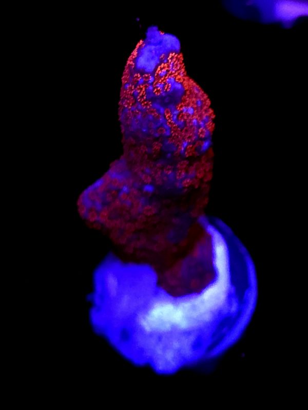 SBB "Bubble Digi" Acro Large Branch
