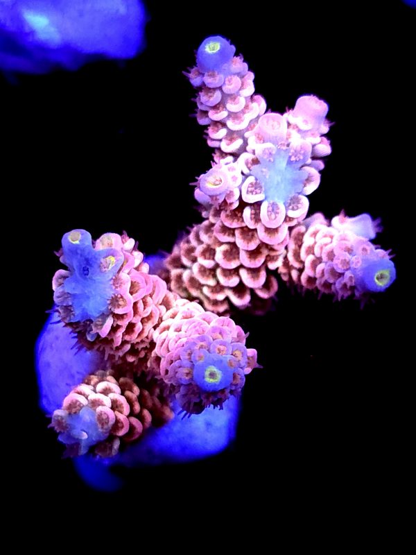 SBB "Gob Stopper" Acro Large Multibranch
