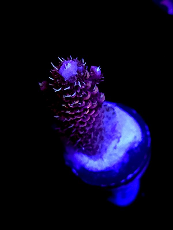 SBB "Snow Cone" Acro Medium Branch