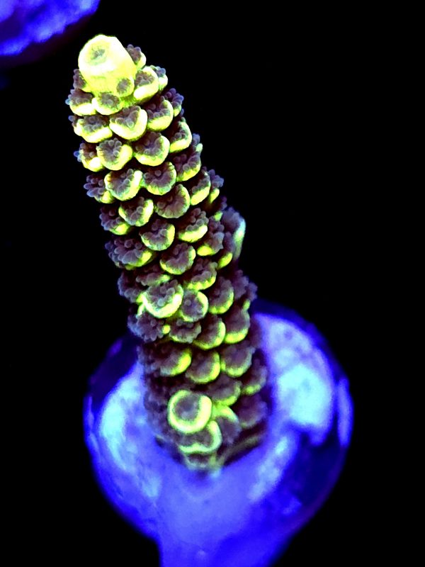 SBB "Hologram" Acro Large Branch