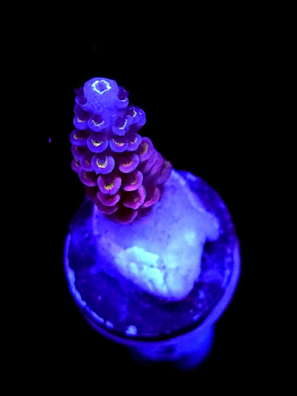 SBB "Cosmic Magic" Acro Small Branch