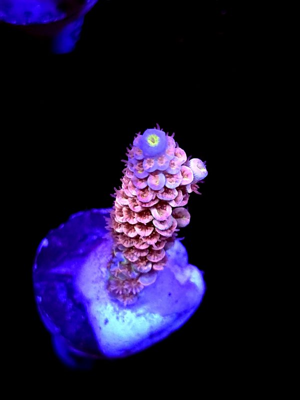 SBB "Gob Stopper" Acro Medium Branch