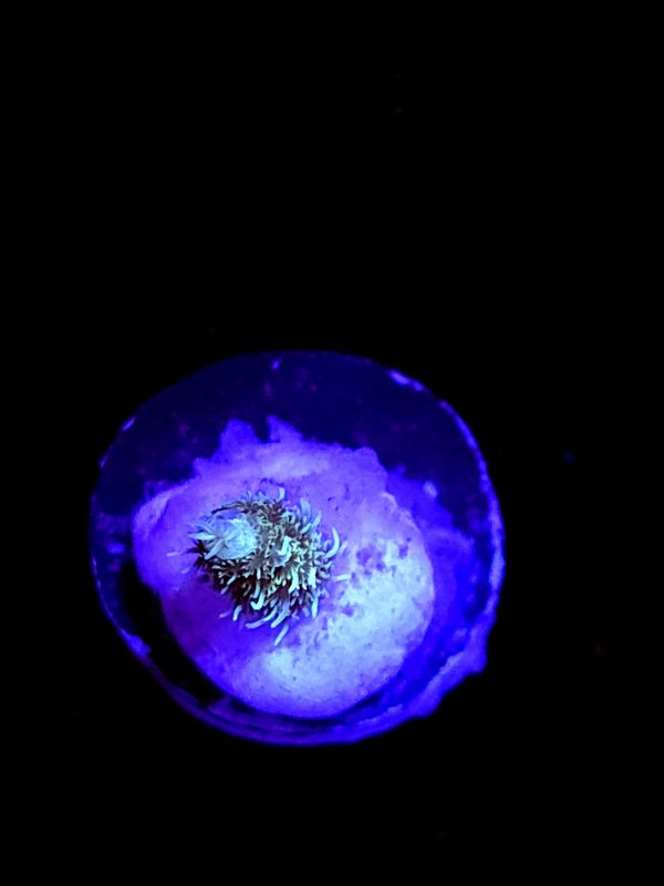 SBB "Pain Killer Punch" Acro Booger