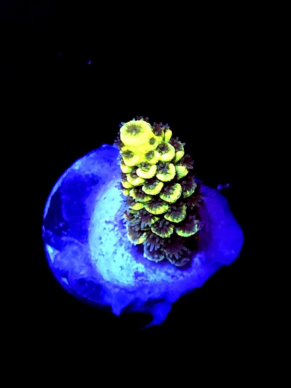 SBB "Hologram" Acro Small Branch