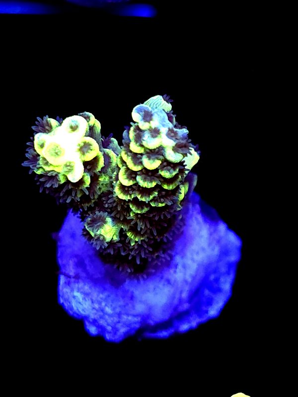 SBB "Hologram" Acro Medium 2 Branch