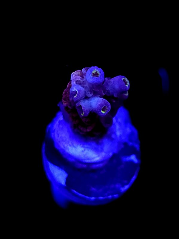 SBB "Molten Eye" Acro Small Branch