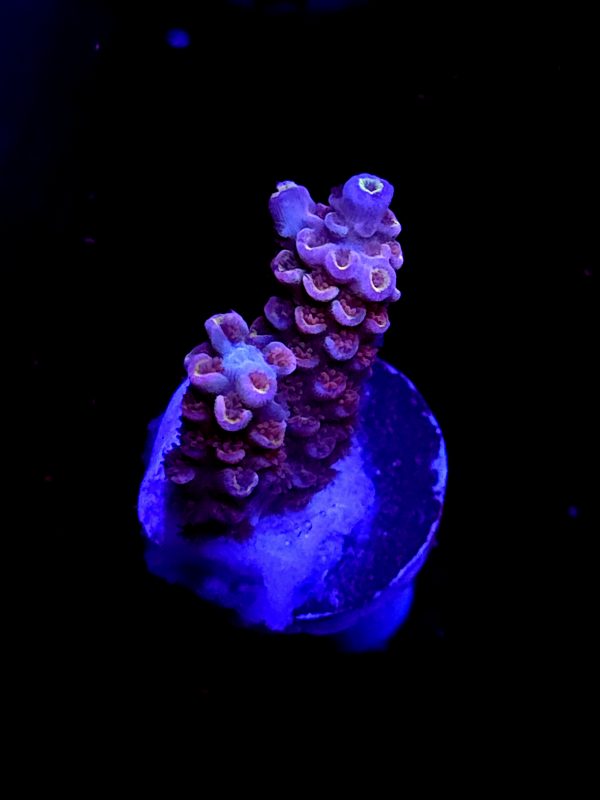 SBB "Molten Eye" Acro Small 2 Branch
